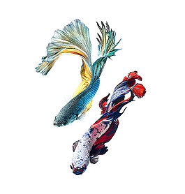 位圖 動(dòng)物 魚 免費(fèi)素材