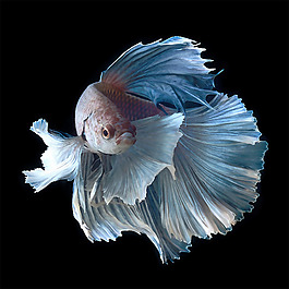 位圖 動(dòng)物 魚(yú) 免費(fèi)素材