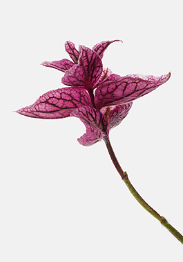 位图 植物 花朵 写实花卉 超高清 免费素材