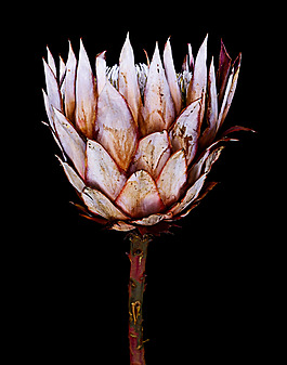 位圖 植物 花朵 寫實(shí)花卉 超高清 免費(fèi)素材