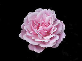 位圖 植物 花朵 寫實花卉 高清 免費(fèi)素材