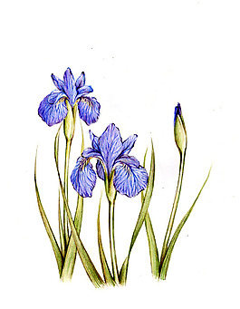 位圖 植物圖案 寫意花卉 花朵 免費素材