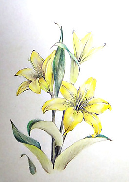 位圖 植物圖案 寫意花卉 花朵 百合 免費(fèi)素材
