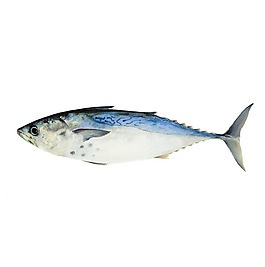 位圖 動物 魚 免費素材