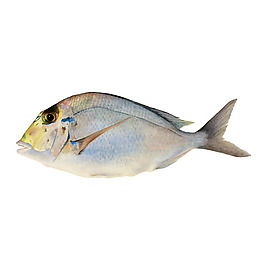 位圖 動物 魚 免費素材