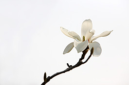 位圖 植物 花朵 寫(xiě)實(shí)花卉 超高清 免費(fèi)素材