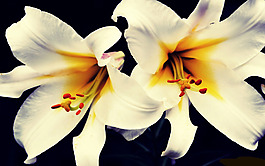 位圖 植物 花朵 寫(xiě)實(shí)花卉 高清 免費(fèi)素材