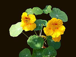 位圖 植物 花朵 寫實花卉 高清 免費素材