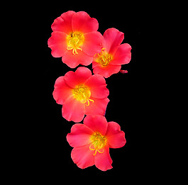 位圖 植物 花朵 寫實花卉 高清 免費素材