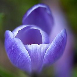 位圖 植物 花朵 寫實(shí)花卉 超高清 免費(fèi)素材