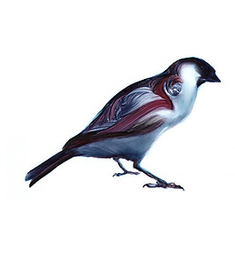 位圖 動(dòng)物 鳥 免費(fèi)素材
