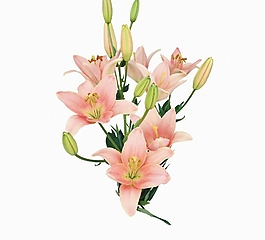 位圖 植物圖案 寫意花卉 花朵 百合 免費(fèi)素材