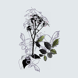 印花矢量圖 植物 花朵 家紡 女裝 免費素材
