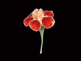 位圖 植物 花朵 寫實花卉 高清 免費素材