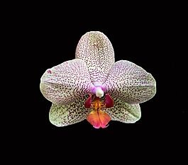 位圖 植物 花朵 寫實花卉 高清 免費素材