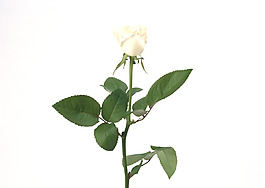 位圖 植物 花朵 寫(xiě)實(shí)花卉 超高清 免費(fèi)素材