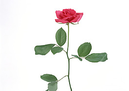 位圖 植物 花朵 寫實(shí)花卉 超高清 免費(fèi)素材