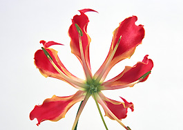 位圖 植物 花朵 寫(xiě)實(shí)花卉 超高清 免費(fèi)素材