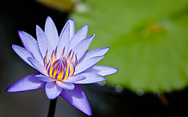 位圖 植物 花朵 寫(xiě)實(shí)花卉 超高清 免費(fèi)素材