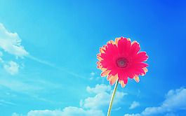 位圖 植物 花朵 寫(xiě)實(shí)花卉 高清 免費(fèi)素材