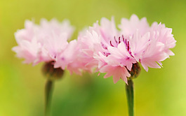 位圖 植物 花朵 寫實(shí)花卉 高清 免費(fèi)素材