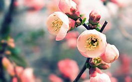 位圖 植物 花朵 寫實(shí)花卉 高清 免費(fèi)素材
