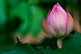 位圖 植物 花朵 寫實花卉 高清 免費素材