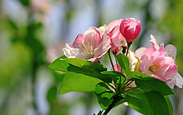 位圖 植物 花朵 寫實(shí)花卉 高清 免費(fèi)素材