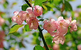 位圖 植物 花朵 寫實花卉 高清 免費素材