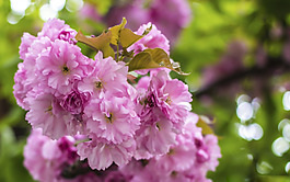 位圖 植物 花朵 寫(xiě)實(shí)花卉 高清 免費(fèi)素材