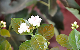 位圖 植物 花朵 寫實(shí)花卉 免費(fèi)素材