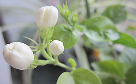 位圖 植物 花朵 寫(xiě)實(shí)花卉 茉莉花 免費(fèi)素材