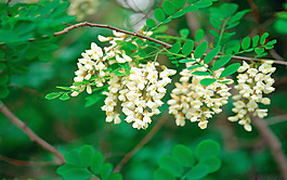 位圖 植物 花朵 寫(xiě)實(shí)花卉 茉莉花 免費(fèi)素材