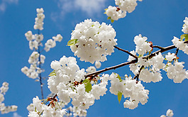位圖 植物 花朵 寫實(shí)花卉 櫻花 免費(fèi)素材