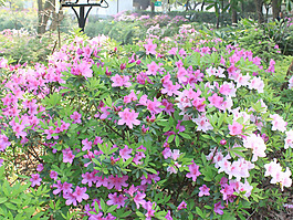 位圖 植物 花朵 寫實(shí)花卉 杜鵑花 免費(fèi)素材