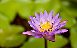 位圖 植物 花朵 寫實(shí)花卉 高清 免費(fèi)素材