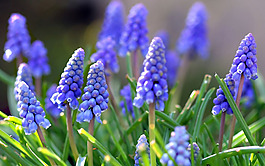 位圖 植物 花朵 寫實(shí)花卉 高清 免費(fèi)素材