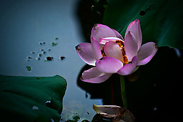 位圖 植物 花朵 寫實(shí)花卉 高清 免費(fèi)素材