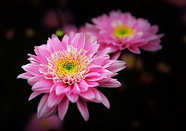 位圖 植物 花朵 寫實花卉 高清 免費素材