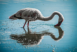 位圖 動物 鳥 數(shù)碼照片 免費素材