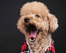 位圖 動物 狗 數(shù)碼照片 免費素材