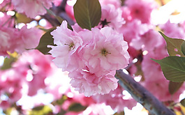 位圖 植物 花朵 寫(xiě)實(shí)花卉 櫻花 免費(fèi)素材