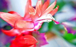位圖 植物 花朵 寫實(shí)花卉 野花 免費(fèi)素材