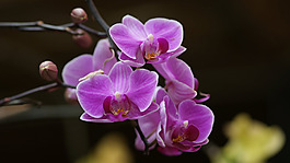 位圖 植物 花朵 寫實(shí)花卉 蘭花 免費(fèi)素材