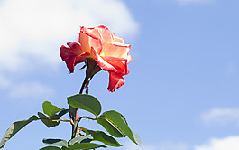 位圖 植物 花朵 寫(xiě)實(shí)花卉 高清 免費(fèi)素材