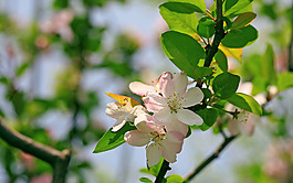 位圖 植物 花朵 寫實(shí)花卉 高清 免費(fèi)素材