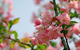 位圖 植物 花朵 寫實(shí)花卉 高清 免費(fèi)素材