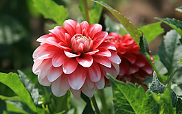 位圖 植物 花朵 寫實(shí)花卉 高清 免費(fèi)素材