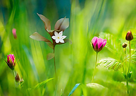 位圖 植物 花朵 寫實(shí)花卉 水仙花 免費(fèi)素材