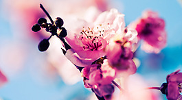 位圖 植物 花朵 寫(xiě)實(shí)花卉 櫻花 免費(fèi)素材